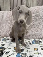 Thor, a male Weimaraner for sale in Elkton, KY – Photo 4 of 9