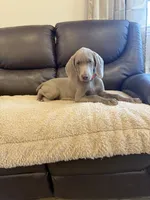 Tank, a male Weimaraner for sale in Elkton, KY – 3 of 7