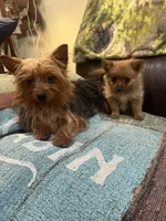 Little bit, a male Pomeranian and Yorkshire Terrier for sale in Elkton, KY – Photo 4 of 8