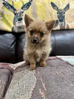 Little bit, a male Pomeranian and Yorkshire Terrier for sale in Elkton, KY – Photo 7 of 8