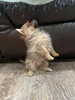 Little bit, a male Pomeranian and Yorkshire Terrier for sale in Elkton, KY – Photo 5 of 8