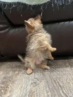 Little bit, a male Pomeranian and Yorkshire Terrier for sale in Elkton, KY – Photo 6 of 8