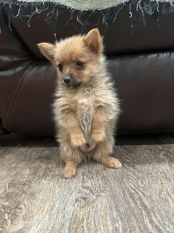Little bit, a male Pomeranian and Yorkshire Terrier for sale in Elkton, KY – Photo 1 of 8