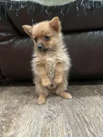 Little bit, a male Pomeranian and Yorkshire Terrier for sale in Elkton, KY – Photo 1 of 8