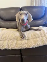 Big John , a male Weimaraner for sale in Elkton, KY – 7 of 10
