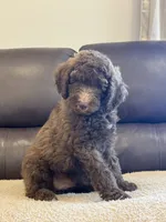Maylene, a female Poodle - Standard  for sale in Elkton, KY – 5 of 5