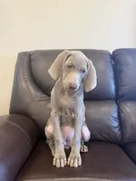 Maylene the fifth, a female Weimaraner for sale in Elkton, KY – Photo 2 of 8