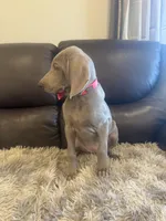 Maylene the fifth, a female Weimaraner for sale in Elkton, KY – Photo 3 of 8