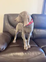 Maylene the fifth, a female Weimaraner for sale in Elkton, KY – Photo 4 of 8