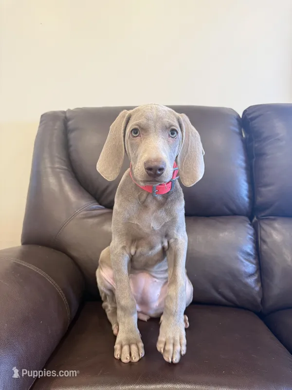 Maylene the fifth – Weimaraner puppy for sale in Elkton, KY