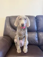 Maylene the fifth, a female Weimaraner for sale in Elkton, KY – Photo 1 of 8