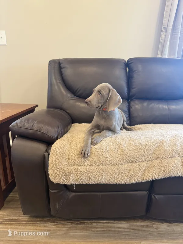 Sherlock, a male Weimaraner for sale in Elkton, KY – 1 of 9