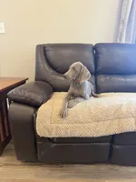 Sherlock, a male Weimaraner for sale in Elkton, KY – 1 of 9