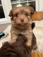 Miss Ewok, a female Pomeranian for sale in Elkton, KY – Photo 4 of 7