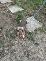 Miss Ewok, a female Pomeranian for sale in Elkton, KY – Photo 6 of 7