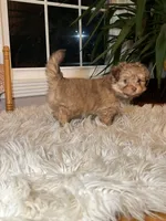 Miss Ewok, a female Pomeranian for sale in Elkton, KY – Photo 2 of 7