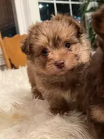 Miss Ewok, a female Pomeranian for sale in Elkton, KY – Photo 3 of 7