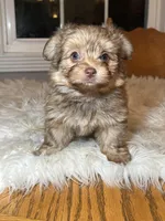 Miss Ewok, a female Pomeranian for sale in Elkton, KY – Photo 5 of 7