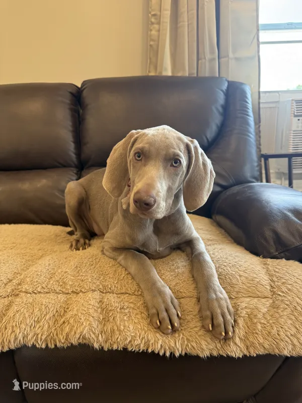 Stephanie – Weimaraner puppy for sale in Elkton, KY