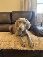 Stephanie, a female Weimaraner for sale in Elkton, KY – 1 of 6