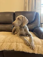 Stephanie, a female Weimaraner for sale in Elkton, KY – 2 of 6