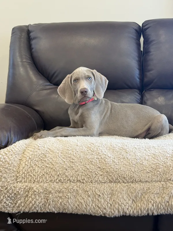 Tank, a male Weimaraner for sale in Elkton, KY – 1 of 7