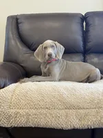 Tank, a male Weimaraner for sale in Elkton, KY – 1 of 7