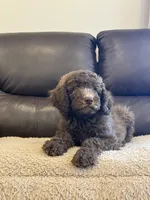 Maylene, a female Poodle - Standard  for sale in Elkton, KY – 2 of 5