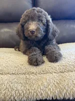 Maylene, a female Poodle - Standard  for sale in Elkton, KY – 4 of 5