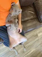 Jessica, a female Weimaraner for sale in Elkton, KY – 4 of 7