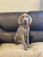 Sherlock, a male Weimaraner for sale in Elkton, KY – 2 of 9