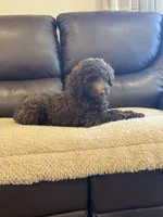 Lil John, a male Poodle - Standard  for sale in Elkton, KY – 3 of 7