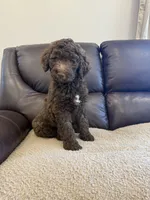Lil John, a male Poodle - Standard  for sale in Elkton, KY – 2 of 7