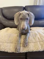 Big John , a male Weimaraner for sale in Elkton, KY – 3 of 10