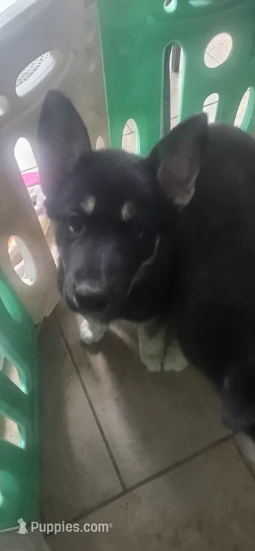 Nefertari  – German Shepherd Dog, Siberian Husky puppy for sale in Colorado Springs, CO