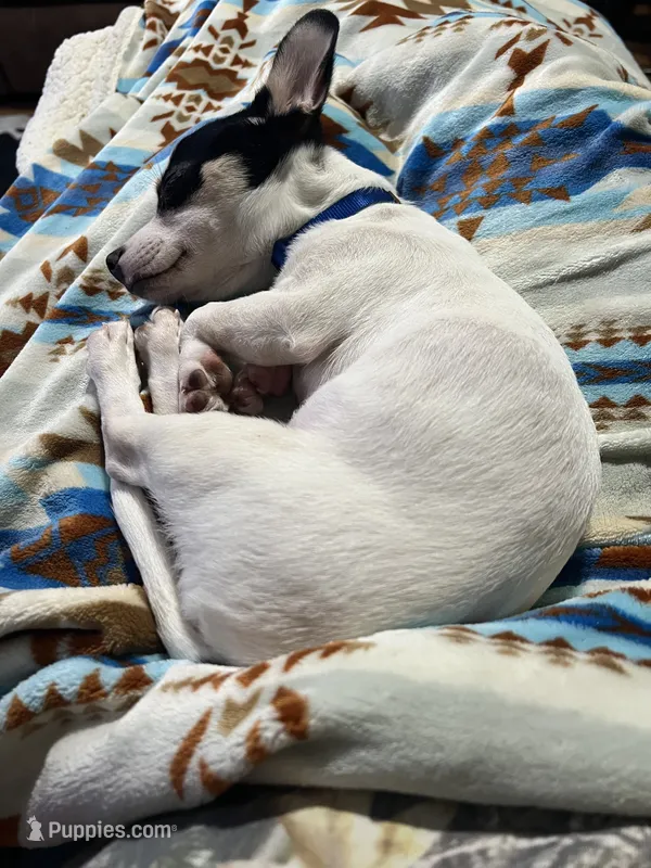 Bandit – Chihuahua puppy for sale in Earlington, KY