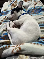 Bandit, a male Chihuahua for sale in Earlington, KY – 1 of 1