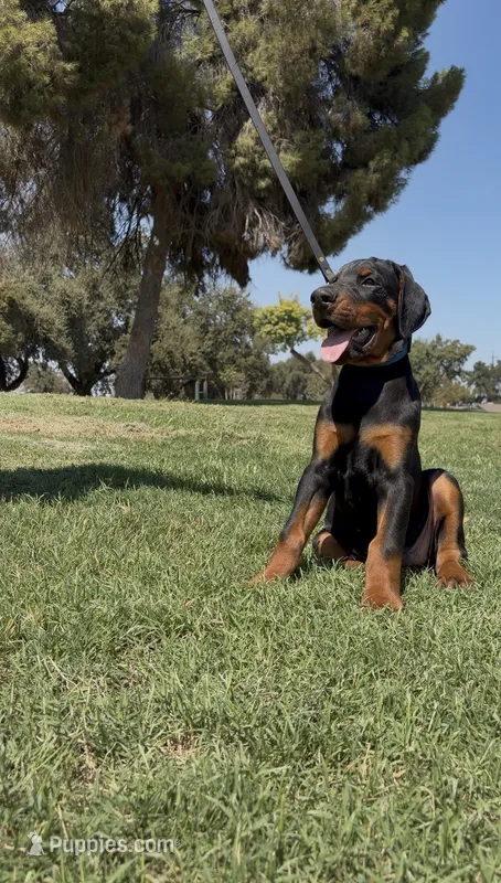 Cesar – Doberman Pinscher puppy for sale in Hanford, CA