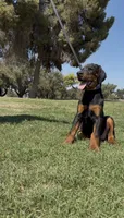 Cesar, a male Doberman Pinscher for sale in Hanford, CA – 1 of 3