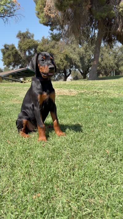 River, a female Doberman Pinscher for sale in Hanford, CA – 2 of 2