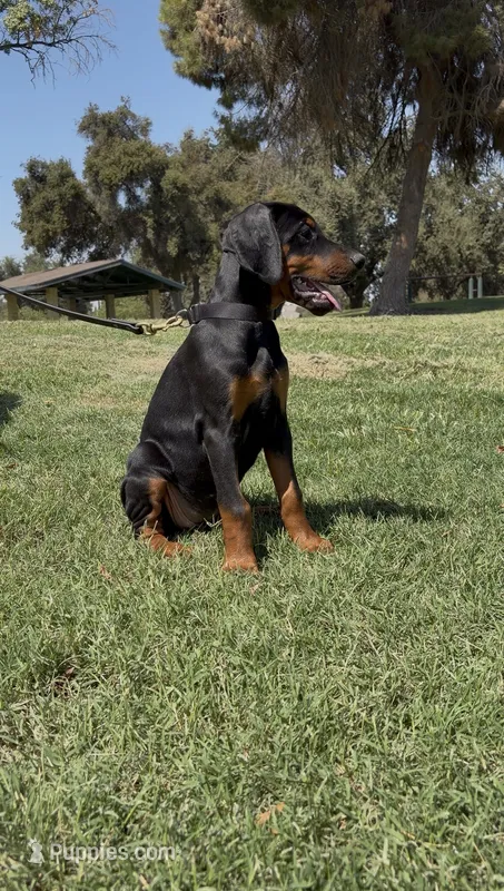 River – Doberman Pinscher puppy for sale in Hanford, CA