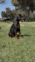 River, a female Doberman Pinscher for sale in Hanford, CA – 1 of 2