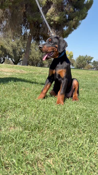 Cesar, a male Doberman Pinscher for sale in Hanford, CA – 3 of 3