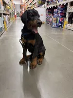 Cesar, a male Doberman Pinscher for sale in Hanford, CA – 2 of 3