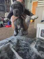 Litter , a female Cane Corso for sale in Gloucester City, NJ – 8 of 10