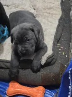 Selena , a female Cane Corso for sale in Gloucester City, NJ – 2 of 3