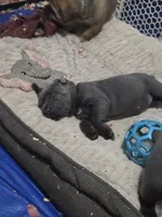 Selena , a female Cane Corso for sale in Gloucester City, NJ – 3 of 3
