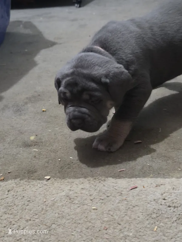 Litter  – Cane Corso puppy for sale in Gloucester City, NJ