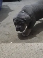 Litter , a female Cane Corso for sale in Gloucester City, NJ – 1 of 10