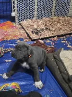 Zeus, a male Cane Corso for sale in Gloucester City, NJ – 2 of 2